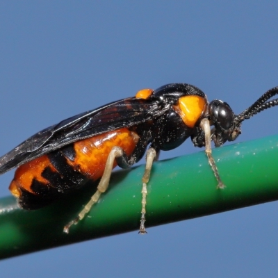 Lophyrotoma interrupta (Cattle Poisoning Sawfly) at Wellington Point, QLD - 25 Feb 2023 by TimL