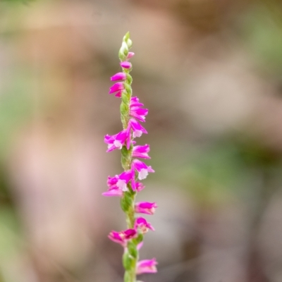 Spiranthes australis (Austral Ladies Tresses) at Penrose, NSW - 4 Mar 2023 by Aussiegall