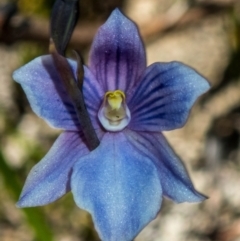 Thelymitra cyanea (Veined Sun Orchid) at Cotter River, ACT - 4 Mar 2023 by dan.clark