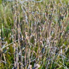 Thelymitra cyanea at Cotter River, ACT - 5 Mar 2023