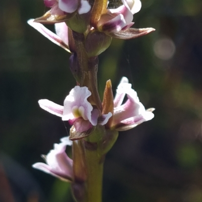 Paraprasophyllum venustum (Charming leek orchid) at Cotter River, ACT - 5 Mar 2023 by dan.clark