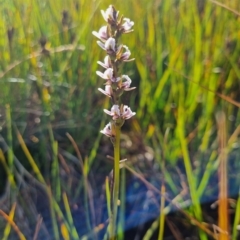 Prasophyllum venustum at Cotter River, ACT - 5 Mar 2023