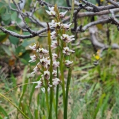 Paraprasophyllum alpestre (Mauve leek orchid) at Cotter River, ACT - 4 Mar 2023 by dan.clark