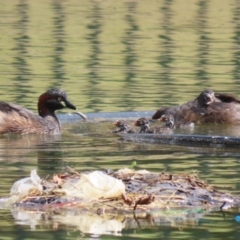 Tachybaptus novaehollandiae (Australasian Grebe) at Jerrabomberra, ACT - 5 Mar 2023 by RodDeb