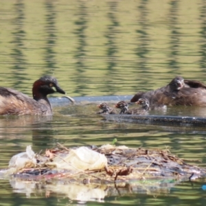 Tachybaptus novaehollandiae at Jerrabomberra, ACT - 5 Mar 2023