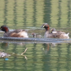 Tachybaptus novaehollandiae at Jerrabomberra, ACT - 5 Mar 2023