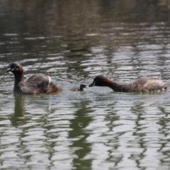 Tachybaptus novaehollandiae at Jerrabomberra, ACT - 5 Mar 2023