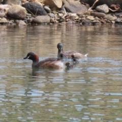 Tachybaptus novaehollandiae at Jerrabomberra, ACT - 5 Mar 2023