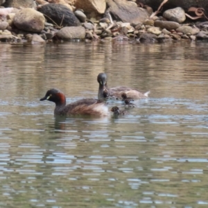 Tachybaptus novaehollandiae at Jerrabomberra, ACT - 5 Mar 2023