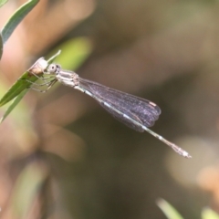 Austrolestes leda at Macarthur, ACT - 5 Mar 2023