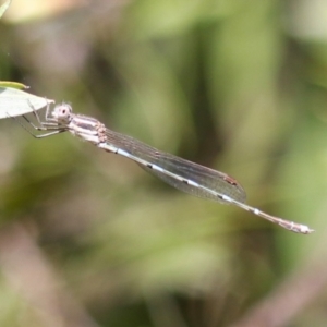 Austrolestes leda at Macarthur, ACT - 5 Mar 2023