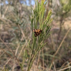 Asura lydia (Lydia Lichen Moth) at Acton, ACT - 4 Mar 2023 by WalterEgo