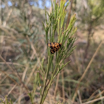 Asura lydia (Lydia Lichen Moth) at Acton, ACT - 5 Mar 2023 by WalterEgo