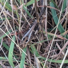 Gastrimargus musicus (Yellow-winged Locust or Grasshopper) at Mount Majura - 5 Mar 2023 by WalterEgo