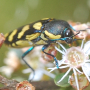 Castiarina octospilota at Tinderry, NSW - 4 Mar 2023