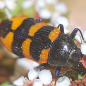 Castiarina thomsoni at Tinderry, NSW - 4 Mar 2023