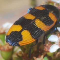 Castiarina thomsoni at Tinderry, NSW - 4 Mar 2023