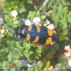 Castiarina thomsoni at Tinderry, NSW - 4 Mar 2023