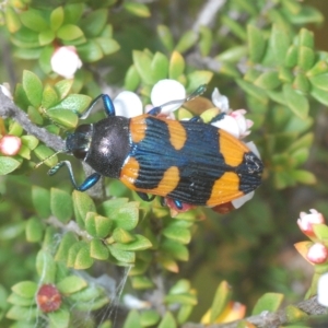 Castiarina thomsoni at Tinderry, NSW - 4 Mar 2023