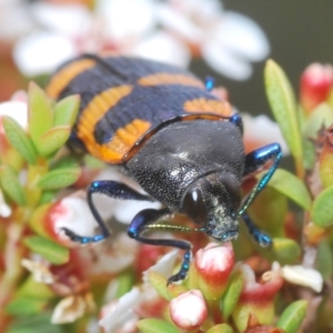 Castiarina thomsoni at Tinderry, NSW - 4 Mar 2023