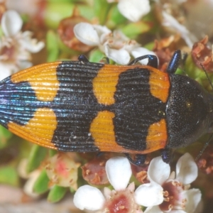 Castiarina thomsoni at Tinderry, NSW - 4 Mar 2023