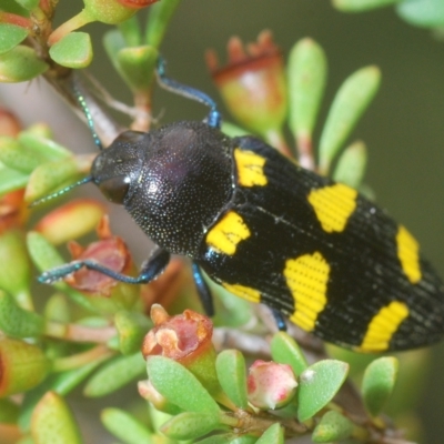 Castiarina australasiae (A jewel beetle) at Tinderry, NSW - 4 Mar 2023 by Harrisi