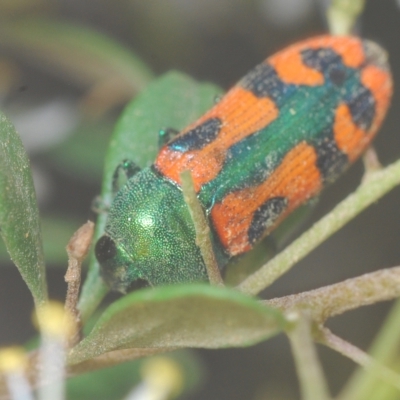 Castiarina scalaris (Scalaris jewel beetle) at Tinderry, NSW - 4 Mar 2023 by Harrisi