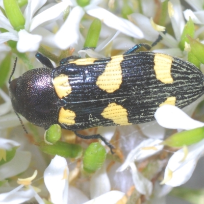 Castiarina australasiae (A jewel beetle) at Tinderry Nature Reserve - 4 Mar 2023 by Harrisi