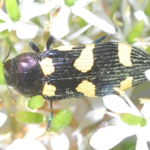 Castiarina australasiae at Tinderry, NSW - 4 Mar 2023