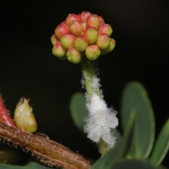 Fulgoroidea (superfamily) at Wellington Point, QLD - suppressed