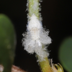 Fulgoroidea (superfamily) at Wellington Point, QLD - suppressed