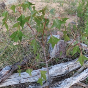 Brachychiton populneus subsp. populneus at Kambah, ACT - 5 Mar 2023 05:30 PM