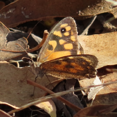 Geitoneura klugii (Marbled Xenica) at Kambah, ACT - 5 Mar 2023 by MatthewFrawley