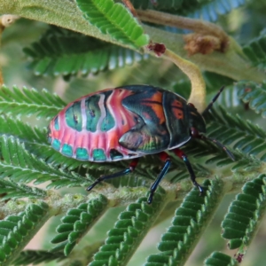 Choerocoris paganus at Kambah, ACT - 5 Mar 2023