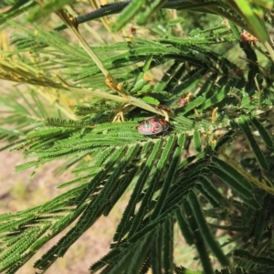 Choerocoris paganus at Kambah, ACT - 5 Mar 2023