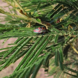 Choerocoris paganus at Kambah, ACT - 5 Mar 2023