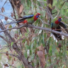 Platycercus elegans (Crimson Rosella) at Kambah, ACT - 5 Mar 2023 by MatthewFrawley