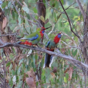 Platycercus elegans at Kambah, ACT - 5 Mar 2023