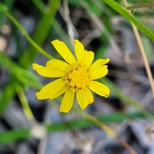 Senecio madagascariensis at Leppington, NSW - 5 Mar 2023