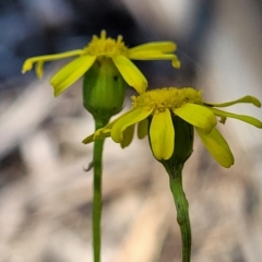 Senecio madagascariensis at Leppington, NSW - 5 Mar 2023