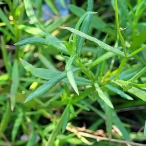 Senecio madagascariensis at Leppington, NSW - 5 Mar 2023