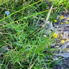 Senecio madagascariensis at Leppington, NSW - 5 Mar 2023