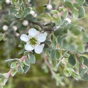 Leptospermum myrtifolium at Booth, ACT - 26 Jan 2023