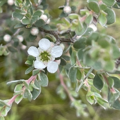 Leptospermum myrtifolium (Myrtle Teatree) at Booth, ACT - 26 Jan 2023 by JaneR