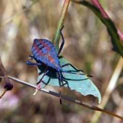 Amorbus sp. (genus) (Eucalyptus Tip bug) at Higgins, ACT - 5 Mar 2023 by MichaelWenke