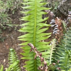 Blechnum nudum (Fishbone Water Fern) at Bimberi Nature Reserve - 2 Jan 2023 by JaneR