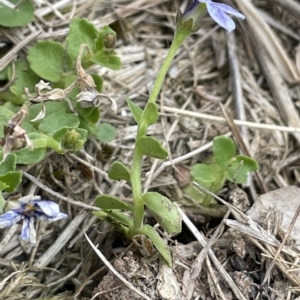 Lobelia pedunculata at Uriarra, NSW - 2 Jan 2023