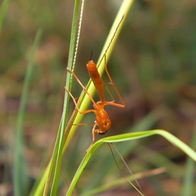 Ichneumonidae (family) (Unidentified ichneumon wasp) at Higgins, ACT - 5 Mar 2023 by MichaelWenke