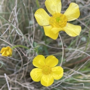 Ranunculus lappaceus at Uriarra, NSW - 2 Jan 2023