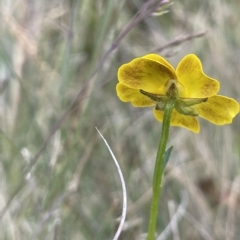 Ranunculus lappaceus at Uriarra, NSW - 2 Jan 2023